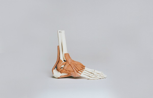 The biomechanics of the foot