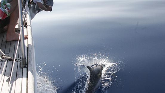 Sailing in Greece: First dolphins of the season